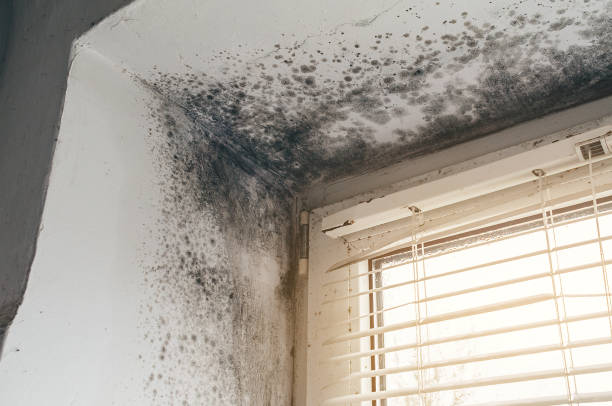 Trusted Crawl Space Mold Removal service in National Park, NJ - Cheap Mold Removal